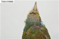 五色鳥藏品圖，第18張